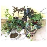 group of large potted annuals & perrineals