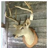 Whitetail deer head mount