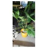 TWO PLANTS faux - yellow