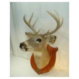 Deer Mount