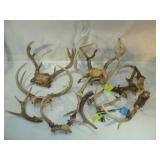 Box #2 of Miscellaneous Deer Antlers