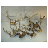 Box #1 of Miscellaneous Deer Antlers