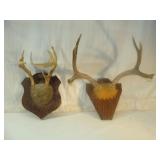 Two Mounted Antlers