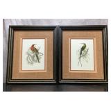 Jardine HUMMINGBIRDS PRINTS 16X20