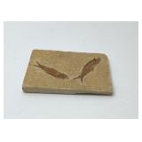 Extinct Knighta fish fossil, 4''