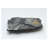 Fossilized seed fern 300 million years ago