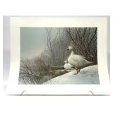 'Winter Snows Snow Geese'' print signed