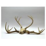 SKULL & ANTLERS 11''
