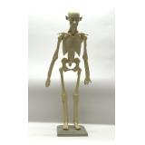 ZOOLOGIK SYSTEM SKELETON ANATOMY MODEL