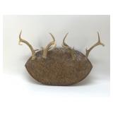 ANTLER MOUNT 17'