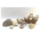 SEASHELLS COLLECTION