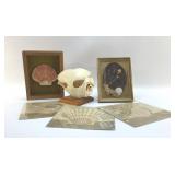 SEASHELL DISPLAYS AND PAPER GOODS