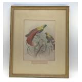 PARADISEA SANGUINEA EXOTIC BIRDS LITHOGRAPH