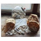 Shell Collection, plus Candy Jar with lid,  many