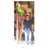 84"H Metal Big Parrot