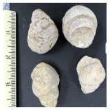 Estate Find Snail Fossils?