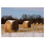 Winterset Hay Auction