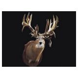 142 Acres m/l of Pasture, Hunting land