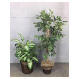 Pair Of Plants That Never Need Water
