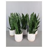 Lot Of 5 Faux Mother In Law's Tongue Plants Lot Of 5 Faux Mother In Law's Tongue Plants
