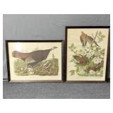 2x The Bid Audubon Bird Art - Framed