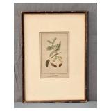 Tamarind Botany Print 9" X 13"