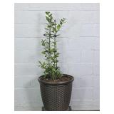 Suncast Usa Lg Poly Planter W/ Bay Laurel Plant
