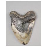 Megalodon Tooth Over 5'