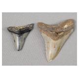Lot Of 2 Megalodon Teeth
