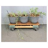 Lot Of 3 Variegated Cupid Peperoma Plants