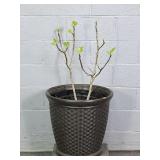 Suncast Usa Large Poly Planter W/ Fig Tree
