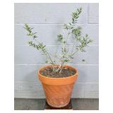 2 Foot Tall Live Olive Tree In Terra Cotta Pot