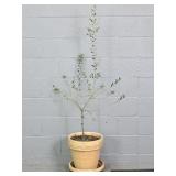 4 Ft Olive Tree In Italian Terra Cotta Planter