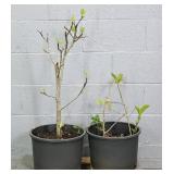 Lot Of 2 Planters With Starter Trees.