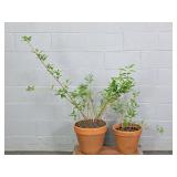 Yellow Flowering Plants In Terra Cotta Planters