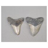 2x The Bid 3' Megadolon Tooth