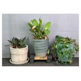 3x The Bid Live Plants Ceramic & Composite Planter