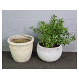 2x The Bid Live Plants In Composite Planters