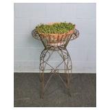 Live Plant In Lg Terracotta Planter