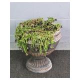 Live Plant In Lg Faux Concrete Composite Planter