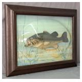 Frank Schwarz Vintage Freshwater Fish Taxidermy