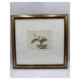 Rick Lowdermilk Gloxinia Botany Print Numbered