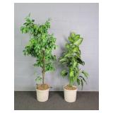 2x The Bid Faux 5ft Dieffenbachia &6ft Fiscus Tree