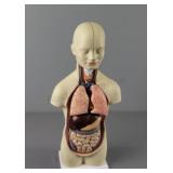 12-part Miniature Human Torso Anatomy Model