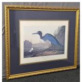 John James Audobon Blue Crane Or Heron Print