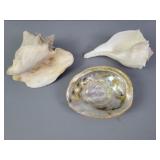 3x The Bid Seashells- Collectible