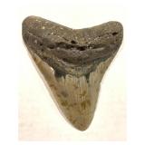 Giant Fossilized Megalodon Tooth. Whole