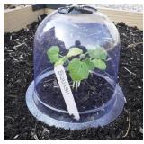 DOMED PLANT COVER 8x7IN 30PC DOMED PLANT COVER 8x7IN 30PC