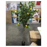 KAZEILA, FAKE LEMON TREE5 FT. TALL2 PCSOME KAZEILA, FAKE LEMON TREE5 FT. TALL2 PCSOME