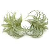 EBUYOM, 2 PACK- ARTIFICIAL SUCCULENT PLANTS, 6.69